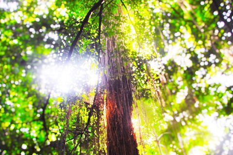 Airport Transfer - Mission Beach To Cairns Airport - Accommodation VIC 1