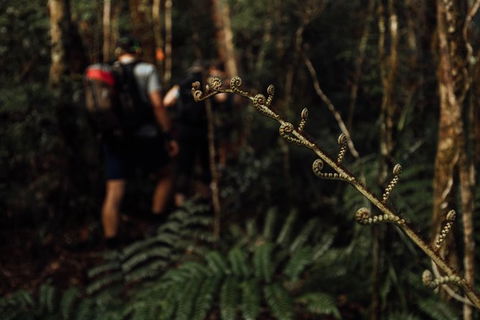 Cairns Rainforest Hiking Experience Incredible Mountains Remote Waterfall - Accommodation VIC 2