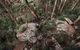 Cairns Rainforest Hiking Experience Incredible Mountains Remote Waterfall - thumb 1