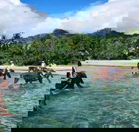 Afternoon Beach Horse Ride in Cape Tribulation - Accommodation VIC