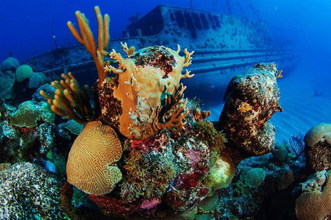 PADI Diving Courses On The Gold Coast - Accommodation VIC 3