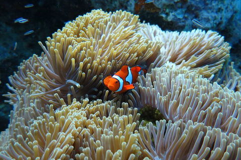 PADI Diving Courses On The Gold Coast - Accommodation VIC 4