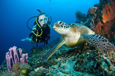 PADI Diving Courses On The Gold Coast - Accommodation VIC 1