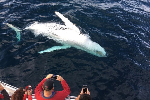 PRIVATE Whale Watching Tour - Up To 11 People In Your Group - Accommodation VIC 1