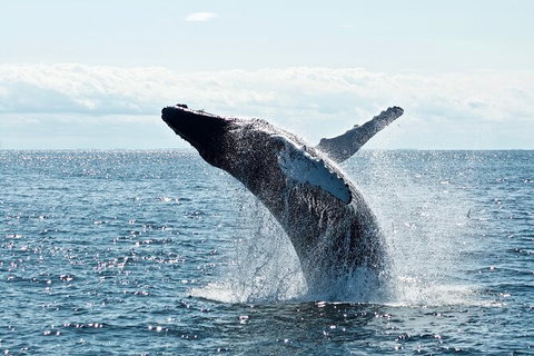 PRIVATE Whale Watching Tour - Up To 11 People In Your Group - Accommodation VIC 0