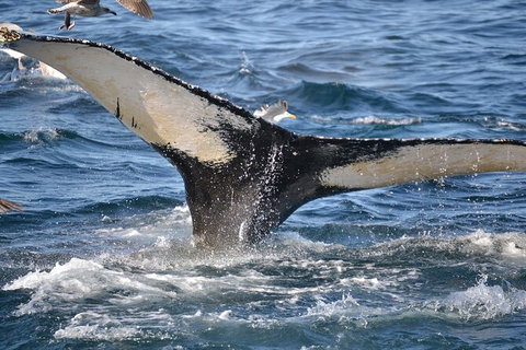 PRIVATE Whale Watching Tour - Up To 11 People In Your Group - Accommodation VIC 2