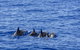 PRIVATE Whale Watching Tour - Up To 11 People In Your Group - thumb 3