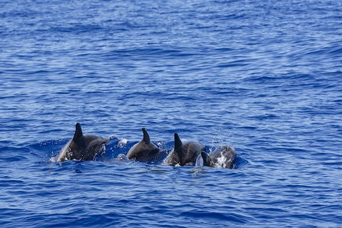 PRIVATE Whale Watching Tour - Up To 11 People In Your Group - Accommodation VIC 3