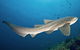Exciting Gold Coast Diving Excursions - thumb 1