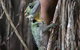 Mossman Gorge Adventure Day - thumb 3