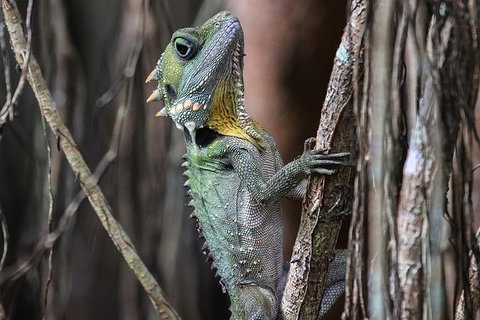 Mossman Gorge Adventure Day - Accommodation VIC 3