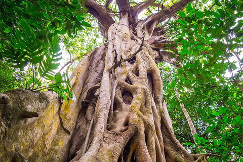 Mossman Gorge Adventure Day - Accommodation VIC 5