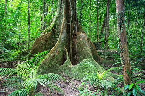 Mossman Gorge Adventure Day - Accommodation VIC 1