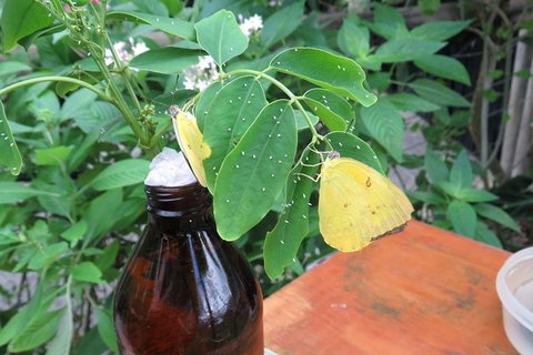 Australian Butterfly Sanctuary- Virtual Interactive Tour With Private Guide - Accommodation VIC 5