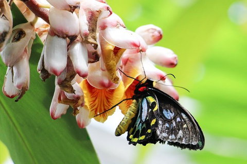 Australian Butterfly Sanctuary- Virtual Interactive Tour With Private Guide - Accommodation VIC 7