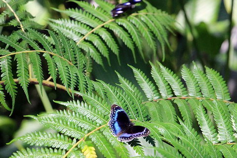 Australian Butterfly Sanctuary- Virtual Interactive Tour With Private Guide - Accommodation VIC 3