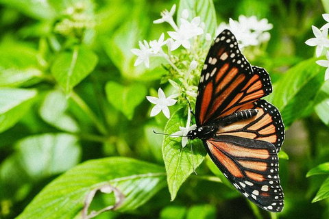 Australian Butterfly Sanctuary- Virtual Interactive Tour With Private Guide - Accommodation VIC 4