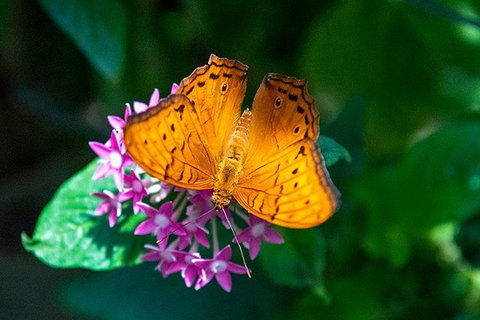 Australian Butterfly Sanctuary- Virtual Interactive Tour With Private Guide - Accommodation VIC 1