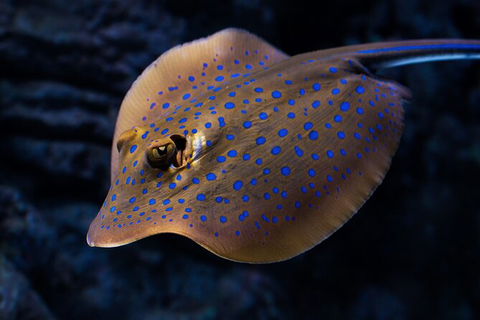 Cairns Aquarium Tour By Twilight With Drink And Appetiser - Accommodation VIC 5