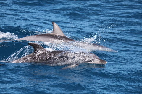 Sandy Straits Scenic & Wildlife Cruise - Accommodation VIC 1