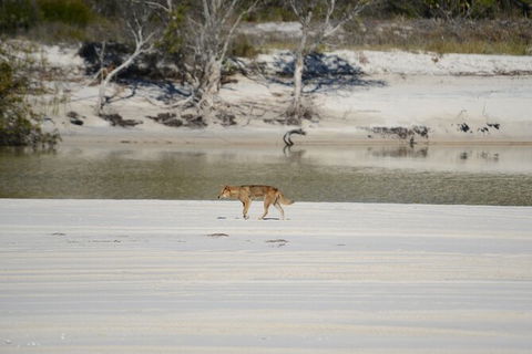 Sandy Straits Scenic & Wildlife Cruise - Accommodation VIC 10