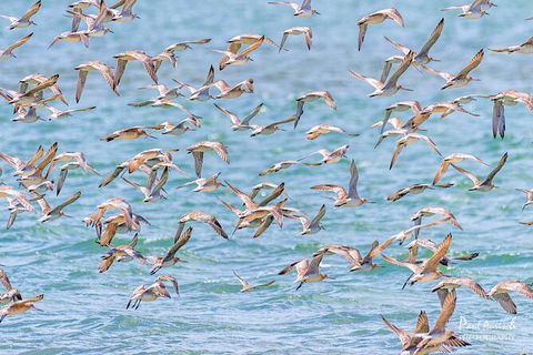 Sandy Straits Scenic & Wildlife Cruise - Accommodation VIC 4