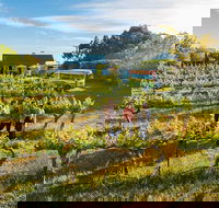 Barossa Valley Highlights from Barossa Valley Including Wine and Cheese Tasting - Accommodation VIC