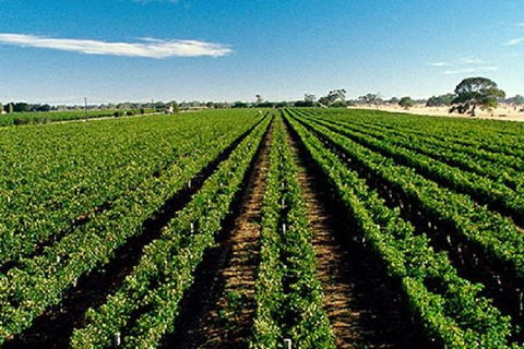 Adelaide Hills Wine Tour - Accommodation VIC 1