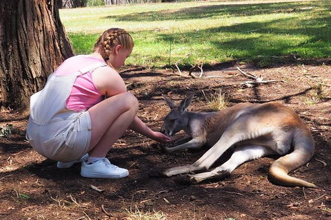 Adelaide Driving Tour - Accommodation VIC 0