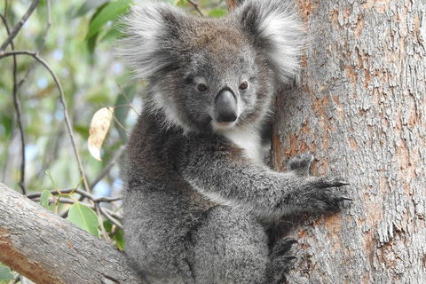 Adelaide Hills Private Day Tour - Accommodation VIC 3