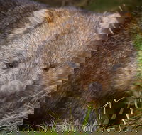 Cradle Mountain Wildlife Spotting after Dark - Accommodation VIC
