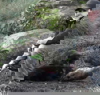 After Dark Tasmanian Devil Feeding Tour at Cradle Mountain - Accommodation VIC