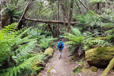 Mt. Wellington Morning Hike + Afternoon Beer & History Walk - Accommodation VIC 7