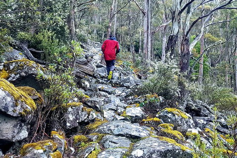 Mt. Wellington Morning Hike + Afternoon Beer & History Walk - Accommodation VIC 8