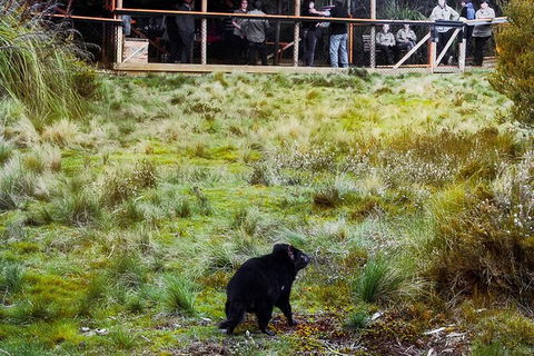 1-Hour Tasmanian Devil Feeding Day Tour At Cradle Mountain - Accommodation VIC 4