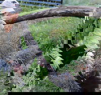 1-Hour Tasmanian Devil Feeding Day Tour at Cradle Mountain - Accommodation VIC