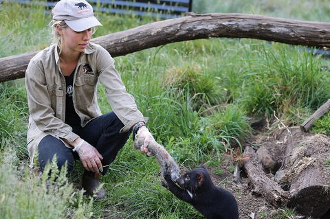 1-Hour Tasmanian Devil Feeding Day Tour At Cradle Mountain - Accommodation VIC 0
