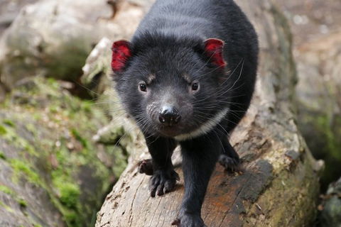 1-Hour Tasmanian Devil Feeding Day Tour At Cradle Mountain - Accommodation VIC 1