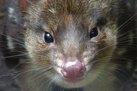 1-Hour Tasmanian Devil Feeding Day Tour At Cradle Mountain - Accommodation VIC 2