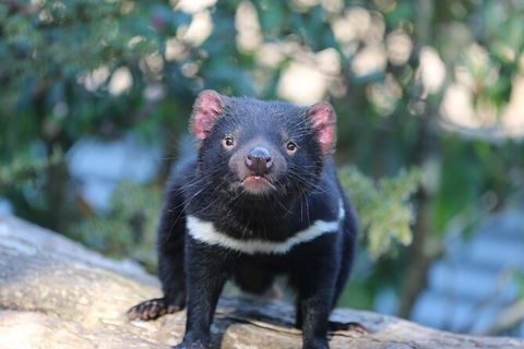 1-Hour Tasmanian Devil Feeding Day Tour At Cradle Mountain - Accommodation VIC 5