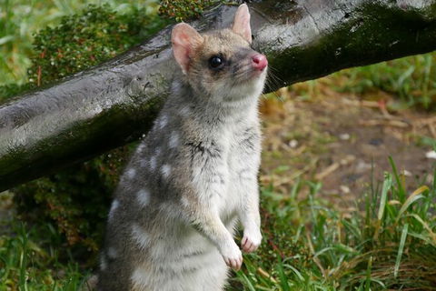1-Hour Tasmanian Devil Feeding Day Tour At Cradle Mountain - Accommodation VIC 3
