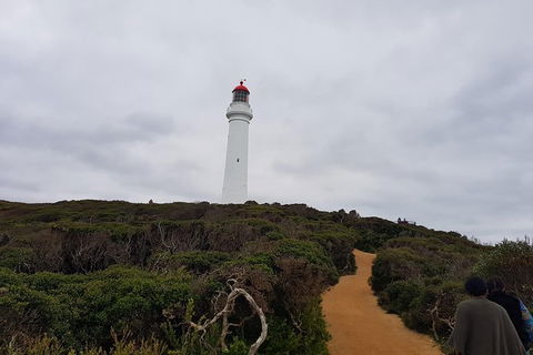 Great Ocean Road Full Day Private Experience - Accommodation VIC 20