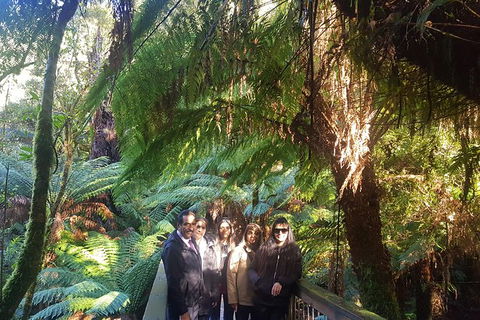 Great Ocean Road Full Day Private Experience - Accommodation VIC 28