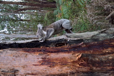 Great Ocean Road Full Day Private Experience - Accommodation VIC 16