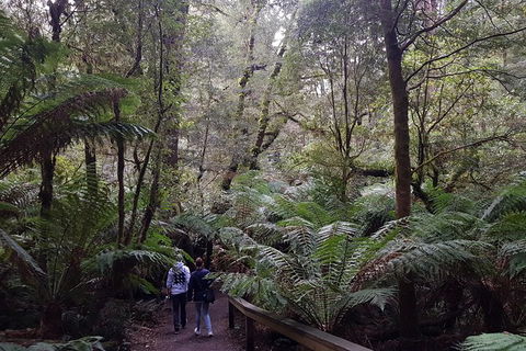 Great Ocean Road Full Day Private Experience - Accommodation VIC 6