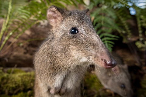 Walk With Wildlife: Guided Tour In Great Ocean Road - Accommodation VIC 1