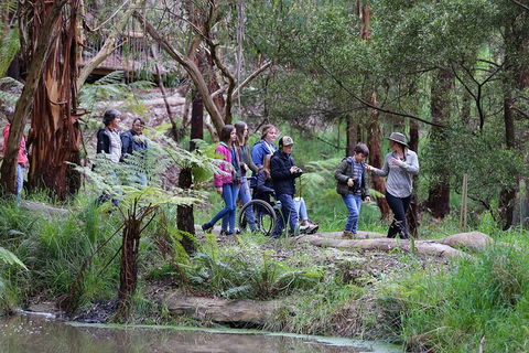 Walk With Wildlife: Guided Tour In Great Ocean Road - Accommodation VIC 4