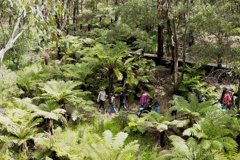 Walk With Wildlife: Guided Tour In Great Ocean Road - Accommodation VIC 6