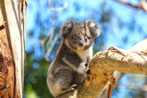 Walk With Wildlife: Guided Tour In Great Ocean Road - Accommodation VIC 2