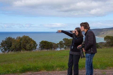 Walk With Wildlife: Guided Tour In Great Ocean Road - Accommodation VIC 5